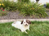 Chico, a male Havanese for sale in Nappanee, IN – 2 of 8