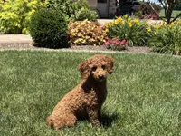 Leanne F1b, a female Cockapoo for sale in Nappanee, IN – 4 of 7