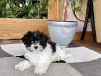 Corrie , a female Havanese for sale in Nappanee, IN – 7 of 10