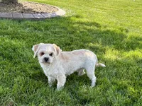 Beau, a male Lhasa Apso for sale in Nappanee, IN – 9 of 10