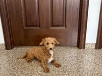 Henry , a male Havapoo for sale in Nappanee, IN – 10 of 10