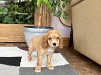 Greg , a male Cavapoo and Cockapoo for sale in Nappanee, IN – 7 of 8