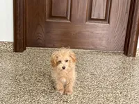 Special needs., a female Maltipoo for sale in Nappanee, IN – Photo 3 of 9