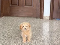 Special needs., a female Maltipoo for sale in Nappanee, IN – Photo 7 of 9