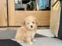 Special needs., a female Maltipoo for sale in Nappanee, IN – Photo 7 of 10