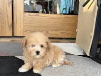 Special needs., a female Maltipoo for sale in Nappanee, IN – Photo 10 of 10