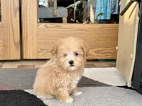 Special needs., a female Maltipoo for sale in Nappanee, IN – Photo 3 of 10