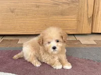 Special needs., a female Maltipoo for sale in Nappanee, IN – Photo 4 of 10