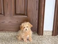 Special needs., a female Maltipoo for sale in Nappanee, IN – Photo 2 of 9