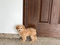 Special needs., a female Maltipoo for sale in Nappanee, IN – Photo 5 of 9