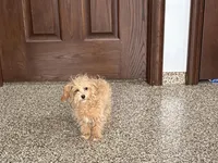 Special needs., a female Maltipoo for sale in Nappanee, IN – Photo 6 of 9