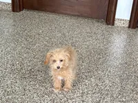 Special needs., a female Maltipoo for sale in Nappanee, IN – Photo 9 of 9