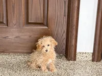 Special needs., a female Maltipoo for sale in Nappanee, IN – Photo 4 of 9