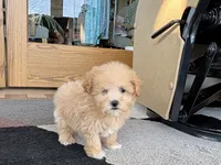 Special needs., a female Maltipoo for sale in Nappanee, IN – Photo 1 of 10
