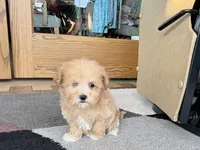 Special needs., a female Maltipoo for sale in Nappanee, IN – Photo 5 of 10