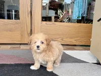 Special needs., a female Maltipoo for sale in Nappanee, IN – Photo 8 of 10