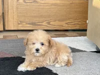 Special needs., a female Maltipoo for sale in Nappanee, IN – Photo 2 of 10