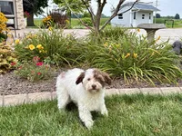 Chico, a male Havanese for sale in Nappanee, IN – 3 of 8