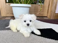 Shellie, a female Maltese for sale in Nappanee, IN – 8 of 9