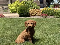 Leanne F1b, a female Cockapoo for sale in Nappanee, IN – 6 of 7