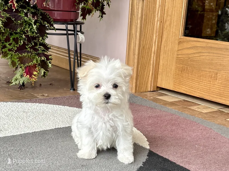 Marsh  – Maltese puppy for sale in Nappanee, IN