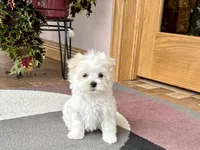 Marsh , a male Maltese for sale in Nappanee, IN – 1 of 8
