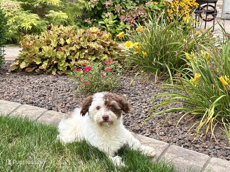 Chico – Havanese puppy for sale in Nappanee, IN