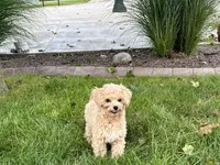 Tiny 2 , a male Maltipoo for sale in Nappanee, IN – 7 of 9