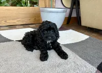 Larry F1b, a male Cockapoo for sale in Nappanee, IN – 5 of 5