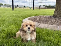 Gloria, a female Lhasa Apso for sale in Nappanee, IN – 6 of 7