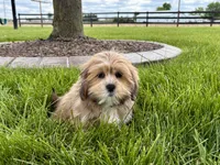 Gloria, a female Lhasa Apso for sale in Nappanee, IN – 2 of 7