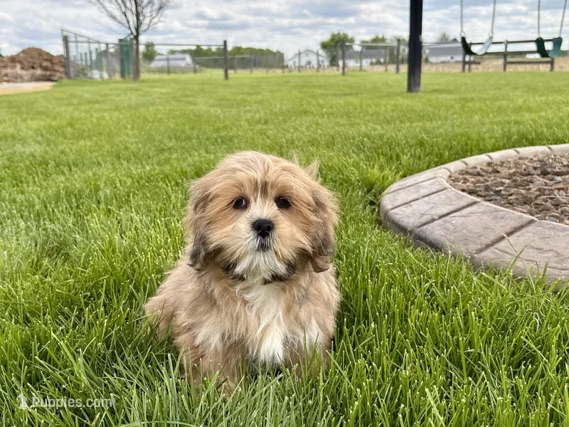 Gloria – Lhasa Apso puppy for sale in Nappanee, IN