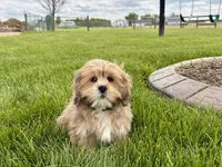 Gloria, a female Lhasa Apso for sale in Nappanee, IN – 1 of 7