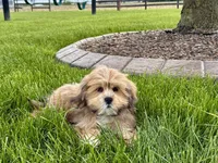 Gloria, a female Lhasa Apso for sale in Nappanee, IN – 5 of 7