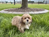 Gloria, a female Lhasa Apso for sale in Nappanee, IN – 4 of 7