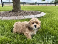 Gloria, a female Lhasa Apso for sale in Nappanee, IN – 3 of 7