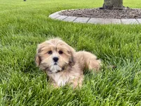 Gloria, a female Lhasa Apso for sale in Nappanee, IN – 7 of 7
