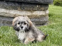 Gloria , a female Lhasa Apso for sale in Nappanee, IN – 6 of 8