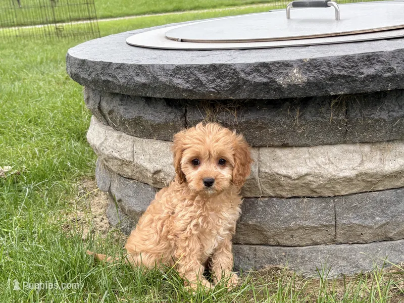 Jade F1b mini  – Cockapoo, Cavalier King Charles Spaniel puppy for sale in Nappanee, IN