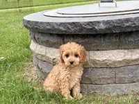 Jade, a female Cockapoo and Cavalier King Charles Spaniel for sale in Nappanee, IN – 4 of 8