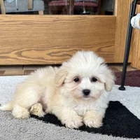 Cuteness, a female Coton de Tulear for sale in Nappanee, IN – Photo 5 of 5
