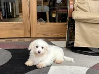 Delilah , a female Coton de Tulear for sale in Nappanee, IN – Photo 3 of 6