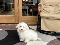 Delilah , a female Coton de Tulear for sale in Nappanee, IN – Photo 6 of 6