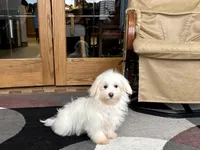 Delilah , a female Coton de Tulear for sale in Nappanee, IN – Photo 1 of 6