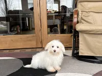 Delilah , a female Coton de Tulear for sale in Nappanee, IN – Photo 2 of 6
