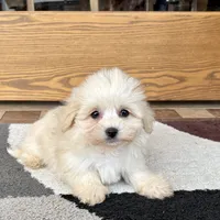 Cuteness, a female Coton de Tulear for sale in Nappanee, IN – Photo 4 of 5