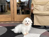 Delilah , a female Coton de Tulear for sale in Nappanee, IN – Photo 4 of 6