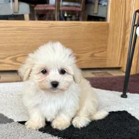 Cuteness, a female Coton de Tulear for sale in Nappanee, IN – Photo 3 of 5