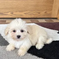 Cuteness, a female Coton de Tulear for sale in Nappanee, IN – Photo 2 of 5
