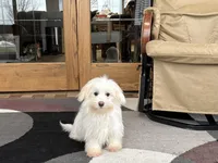 Delilah , a female Coton de Tulear for sale in Nappanee, IN – Photo 5 of 6